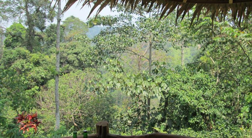 a view from a balcony overlooking a forest, On The Rocks Bungalows, Restaurant and Jungle Trekking Tours in Bukit Lawang