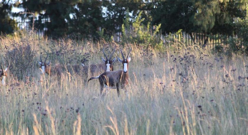 Country Park Guest House - Muldersdrift photo