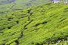 Arabian Nights Munnar