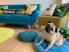 Cute Pug Guest Room