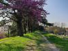 DIVINA SAN ZENO