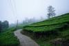 Lime Light Resort Munnar