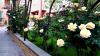 GREEN GARDEN