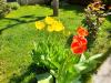 GREEN GARDEN