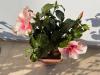 Red Hibiscus Stegna