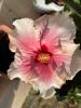 Red Hibiscus Stegna
