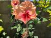 Red Hibiscus Stegna