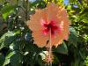 Red Hibiscus Stegna