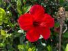Red Hibiscus Stegna