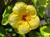 Red Hibiscus Stegna