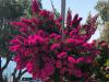 Red Hibiscus Stegna