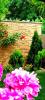 GREEN GARDEN