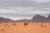 Wadi Rum Nights