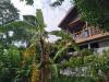 Tree House Bungalows Koh Tao
