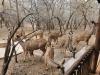 Gemsbok Place