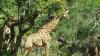 Marloth Kruger Whispering Ants