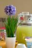 B&B Giunone