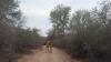 Marloth Kruger Whispering Ants