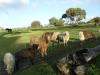 Heartland Hideaway