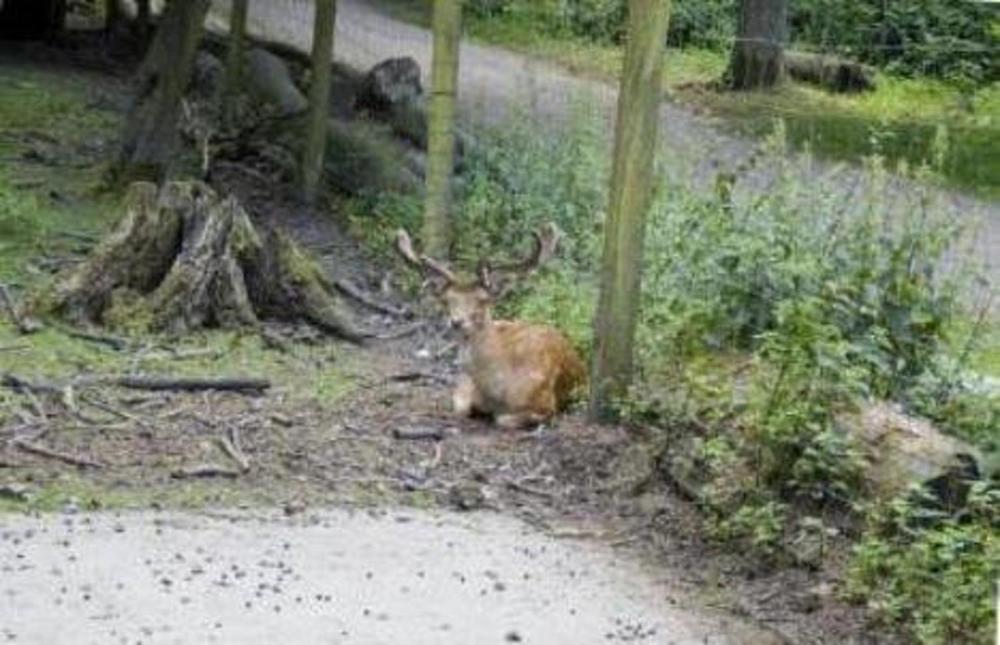 Haus Hohenstein Prices Photos Reviews Address Germany