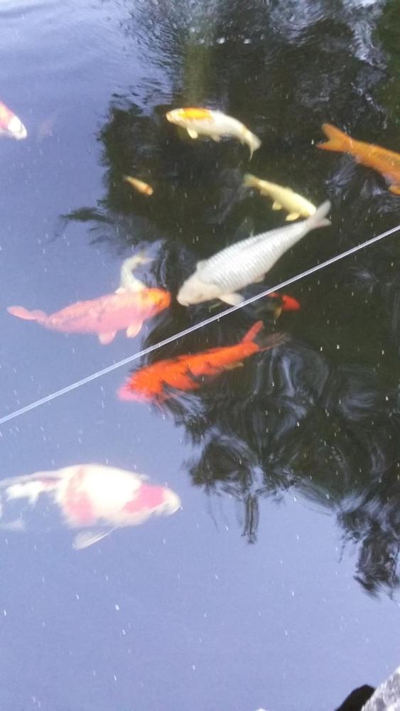 Foto - The Sea Spirit Guest House