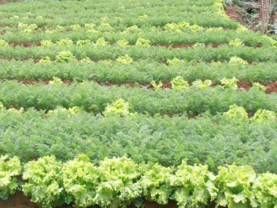 Green Agro Farm Holiday Bungalow Prices Photos Reviews Address Sri Lanka Green Agro Farm Holiday Bungalow Prices Photos Reviews Address Sri Lanka