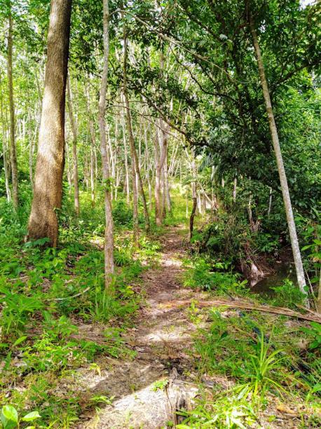 Sea Dragon Adventures Prices Photos Reviews Address Malaysia