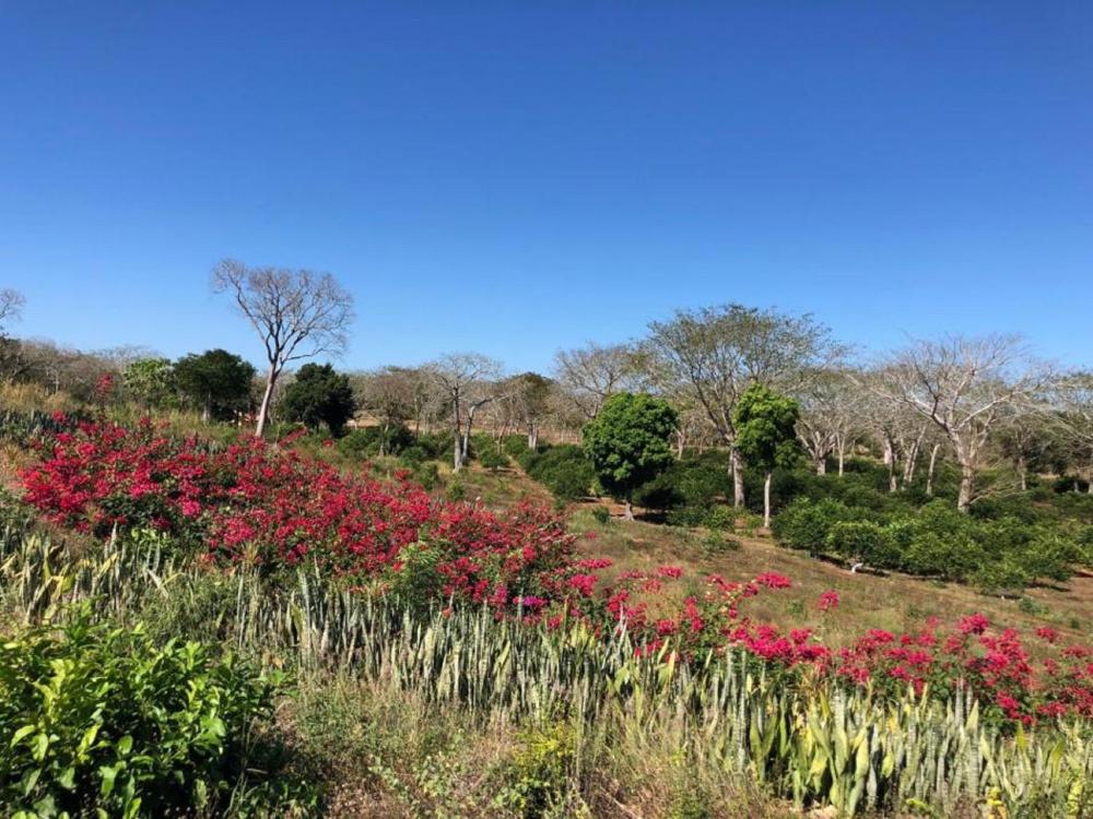 Photo - Hacienda Uxmal Plantation & Museum