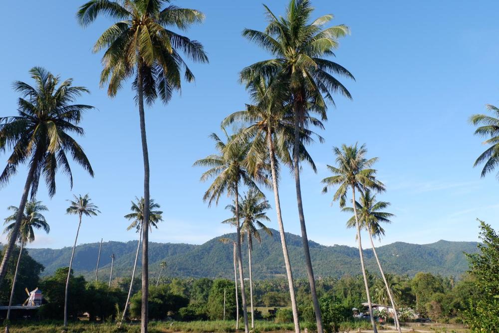 Photo - Amarin Samui Hotel - SHA Plus Certified