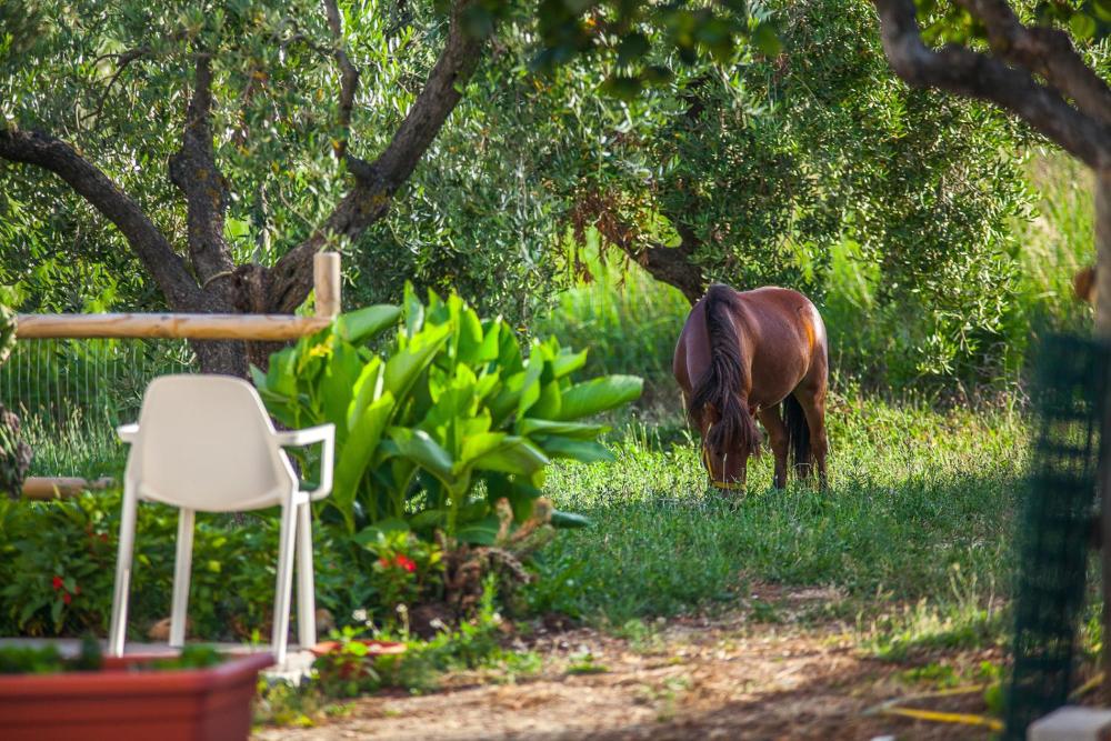 Foto - Il Gallo Con Gli Stivali