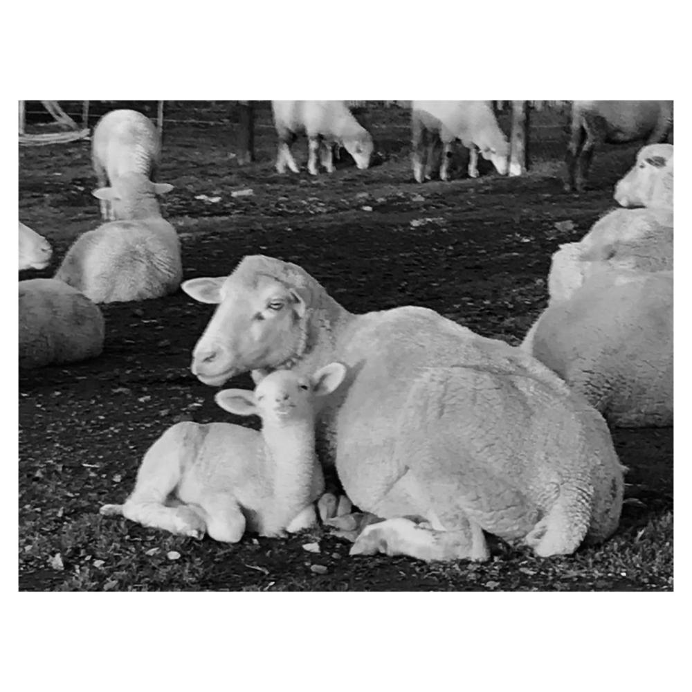 Anna Beulah Farm Prices, photos, reviews, address. South Africa