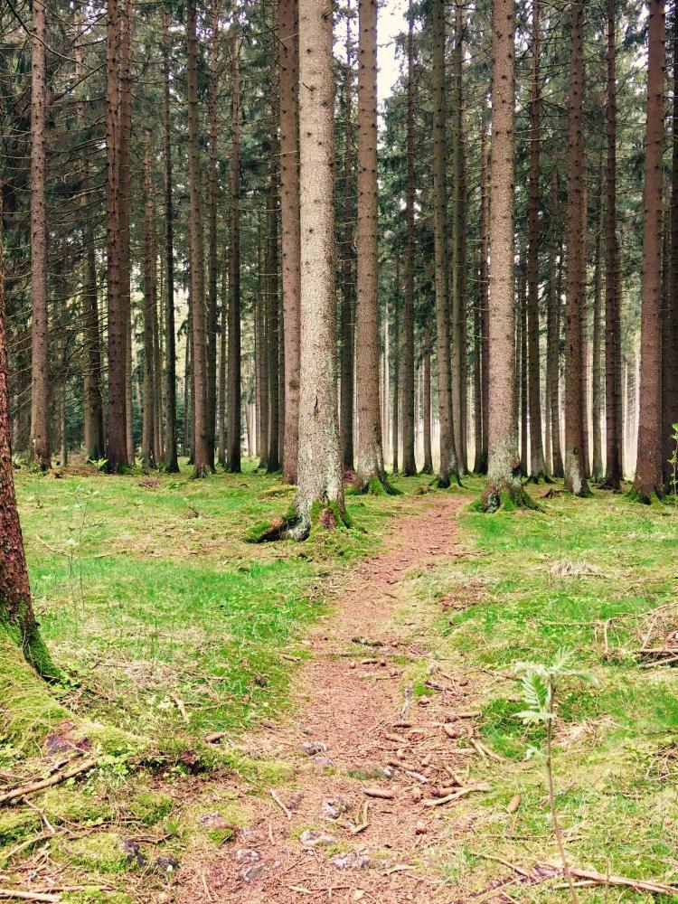 Foto - waldhotel AUSZEIT