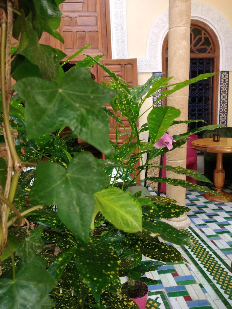 Foto - Riad Dar Zouhour