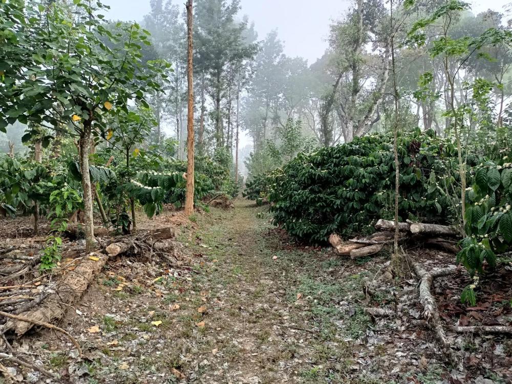 Coorg Kolamotte