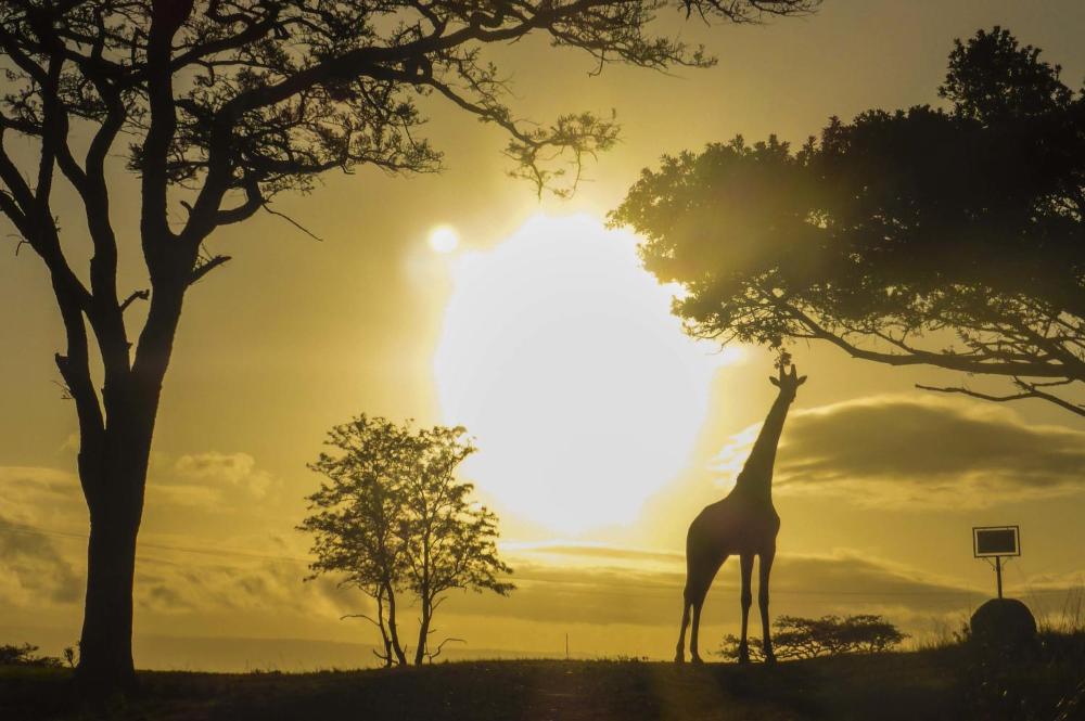 Ukuthula Lodge Prices Photos Reviews Address South Africa - 