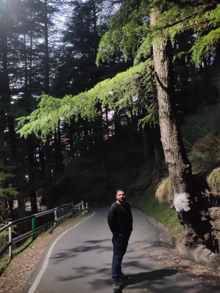 shimla abode