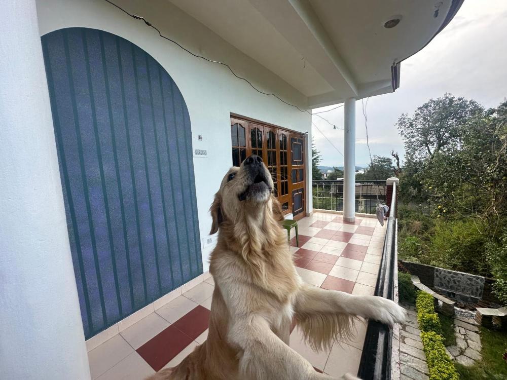 SnowBiscuit Villa