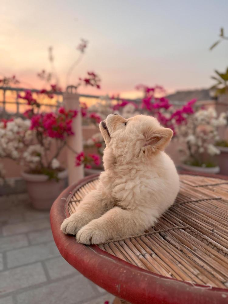 JAIPUR VIEW