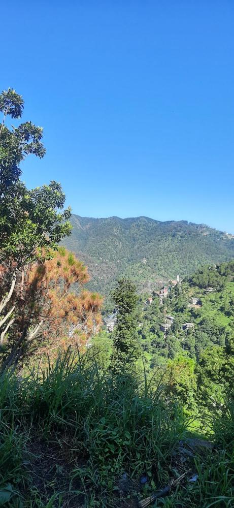 Sejal Homestay Shimla 
