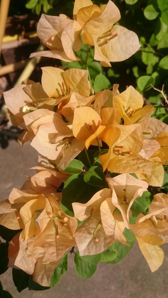 Ranee House Prices Photos Reviews Address Thailand - 