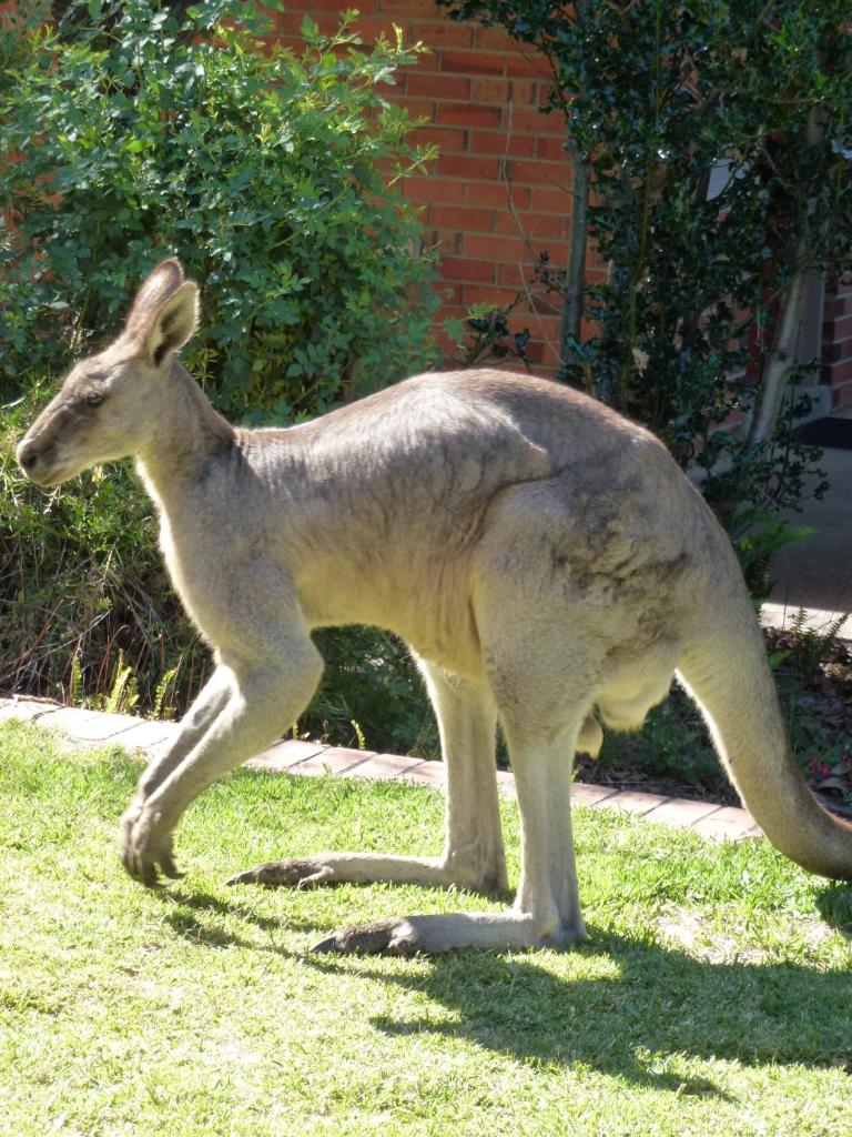 The Grampians Motel photo 4