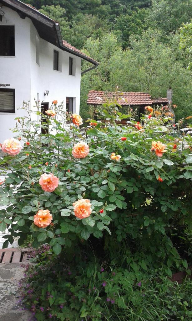 Guest House Planinska Sreshta photo 1