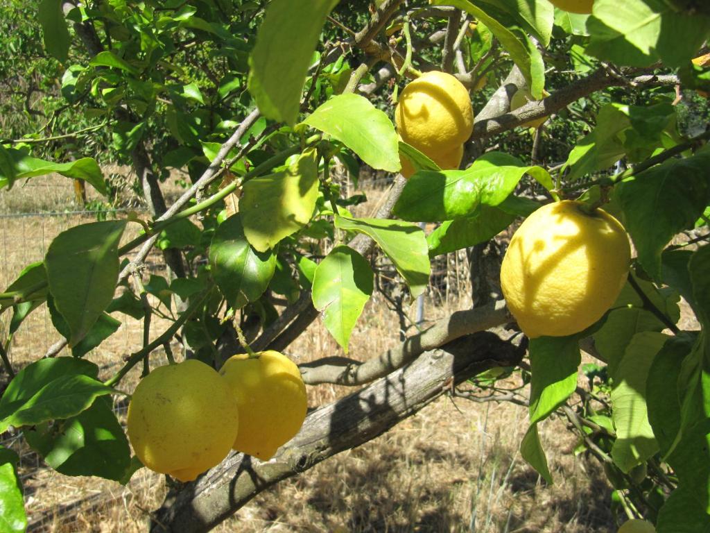 i limoni photo 2