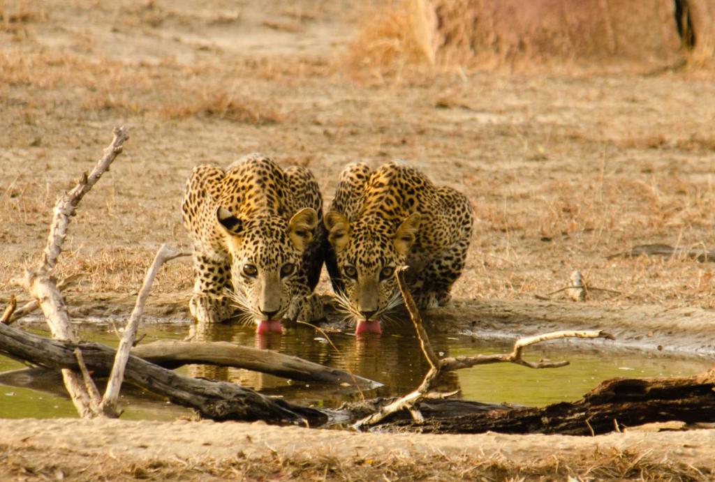 Big Game - Yala by Eco Team photo 4