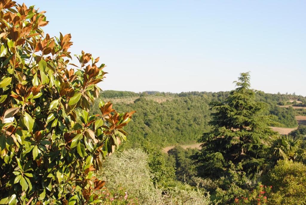 Il gelsomino del Perugino photo 4