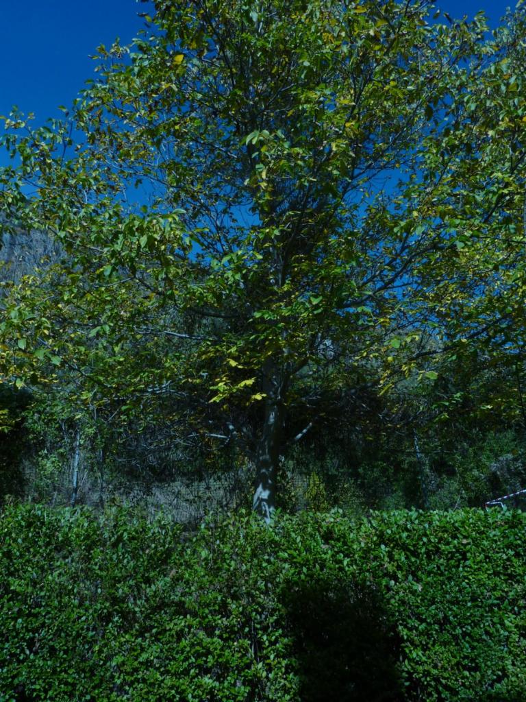 El Molino photo 1