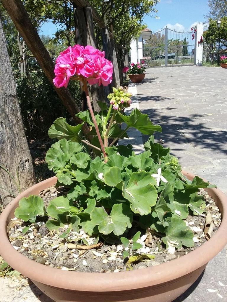Country House L'Ippocastano photo 3