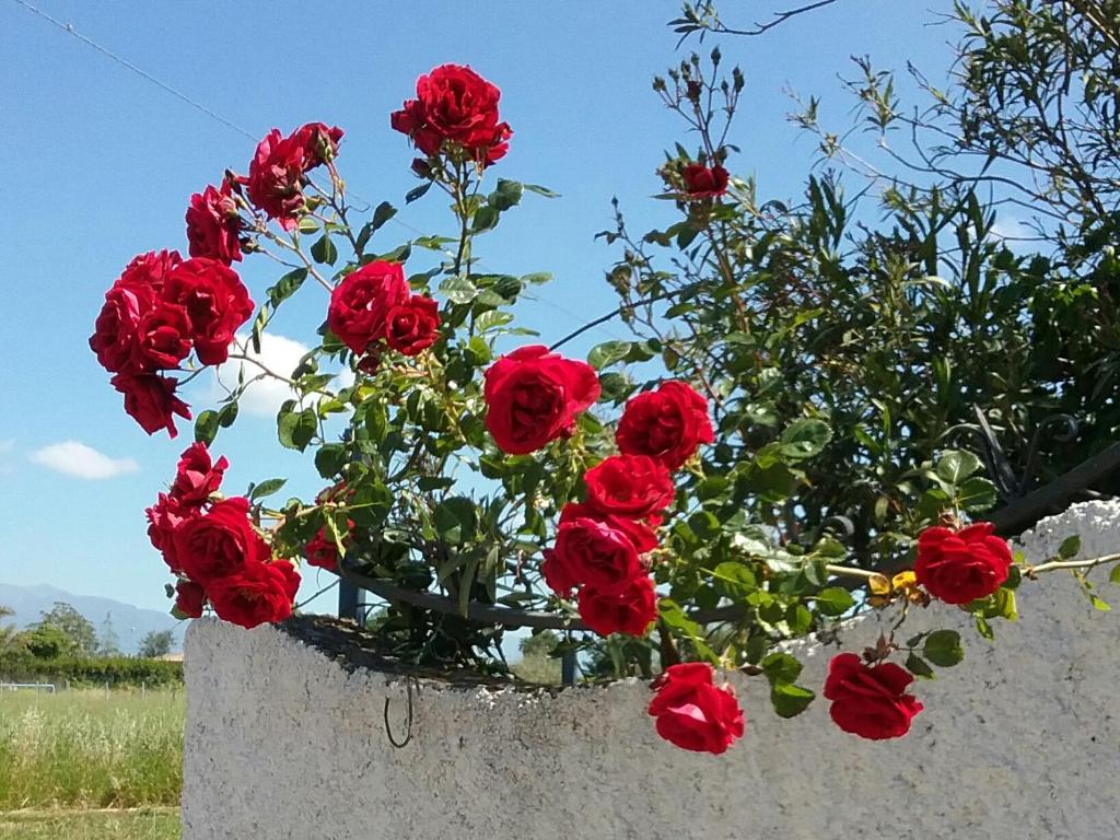Country House L'Ippocastano photo 1
