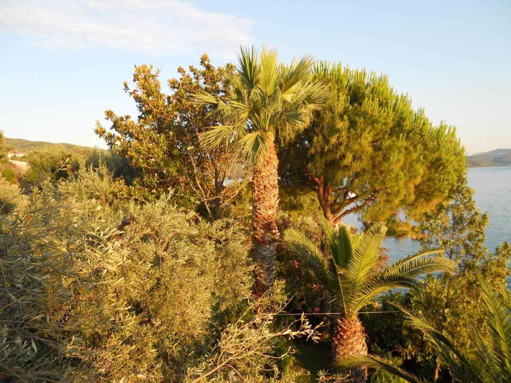 Villa Electra photo 2