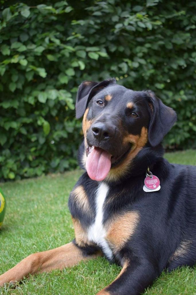 Студио (Номер-студио), Salzburg Apartments Business